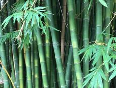 БАМБУКИ