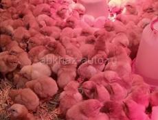 Породистые циплята