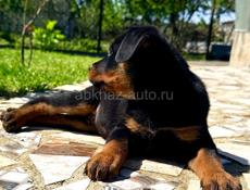 Королевский Ротвейлер