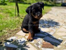 Королевский Ротвейлер