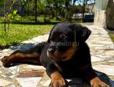 Королевский Ротвейлер