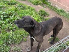 потерялась собака окала двух лет 