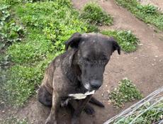 потерялась собака окала двух лет 