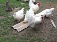 Куры джерсийский гигант белый и перепелки 