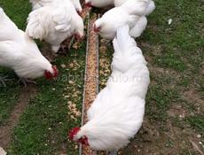 Куры джерсийский гигант белый и перепелки 