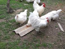 Куры джерсийский гигант белый и перепелки 