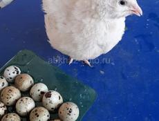 Куры джерсийский гигант белый и перепелки 