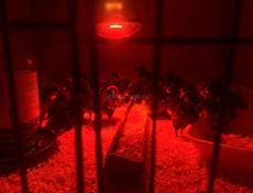 Продаются цыплята Джерский гигант