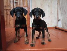 Продаю Добермана 