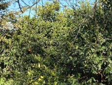 Продается дом в с. Уарча ( 51сотка)