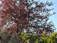 Продается дом в с. Уарча ( 51сотка)