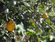 Продается дом в с. Уарча ( 51сотка)