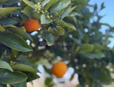 Продается дом в с. Уарча ( 51сотка)