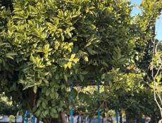 Продается дом в с. Уарча ( 51сотка)