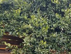 Продается дом в с. Уарча ( 51сотка)