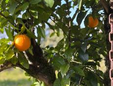 Продается дом в с. Уарча ( 51сотка)