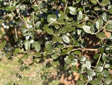 Продается дом в с. Уарча ( 51сотка)