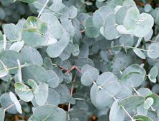 Серебристи эвкалипт принииаю