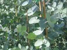 Серебристи эвкалипт принииаю