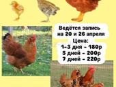 Цыплята запись