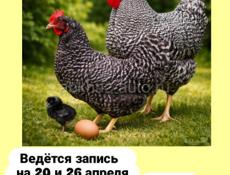 Цыплята запись