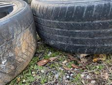 Цельсиор на разбор 