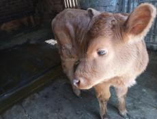 ПРОДАЮ ТЁЛОЧКУ 1,5 МЕСЯЦА 774 63 60 ДРУГОЙ НОМЕР НЕ ЗВОНИТЬ 