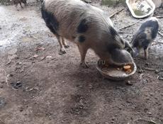 продаётся свина матка кг 65 70 35т