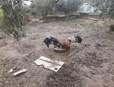 продаётся свина матка кг 65 70 35т