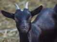 Продаю козу девочка 25 тысяч 20 кг 
