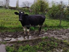 Продам телочку