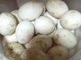 Яйца утиные на заказ для инкубации осталось 30 штук 