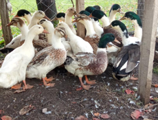 Яйца утиные на заказ для инкубации осталось 30 штук 