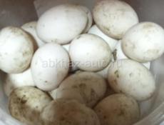 Яйца утиные на заказ для инкубации осталось 30 штук 