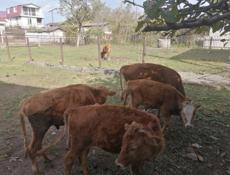 Продаются телята 