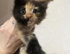 Девочка Мейн-кун