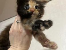 Девочка Мейн-кун