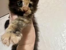 Девочка Мейн-кун