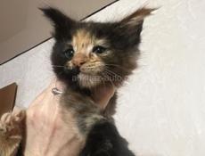 Девочка Мейн-кун