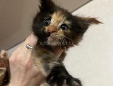 Девочка Мейн-кун