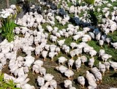 Продаются цыплята только сегодня и завтра  250 потом 300 все по телефону