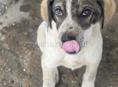 Собак ищет дом 