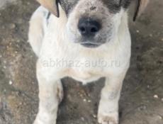 Собак ищет дом 