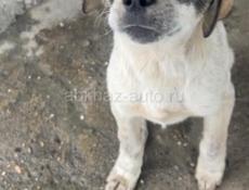 Собак ищет дом 