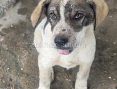 Собак ищет дом 