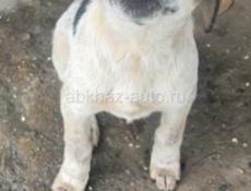 Собак ищет дом 