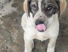 Собак ищет дом 