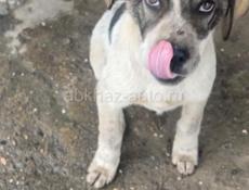 Собак ищет дом 