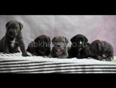 ЩЕНКИ КАНЕ КОРСО 