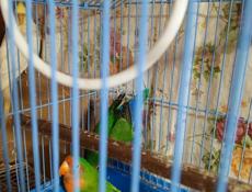 Попугай волнистый